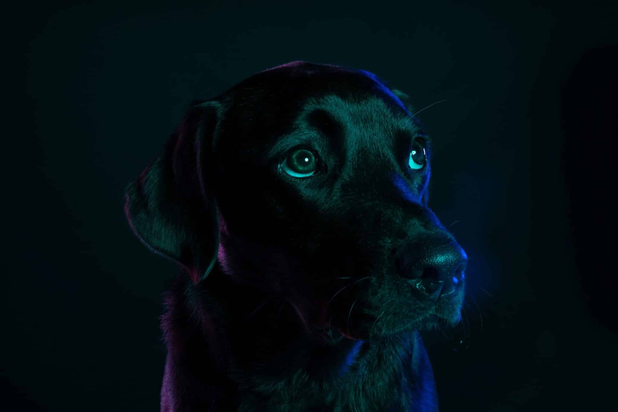 dog in led lights